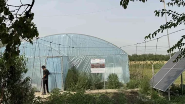 Serre communautaire (Tajikistan 2025)